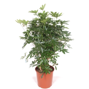 Schefflera arboricola 'Compacta'
