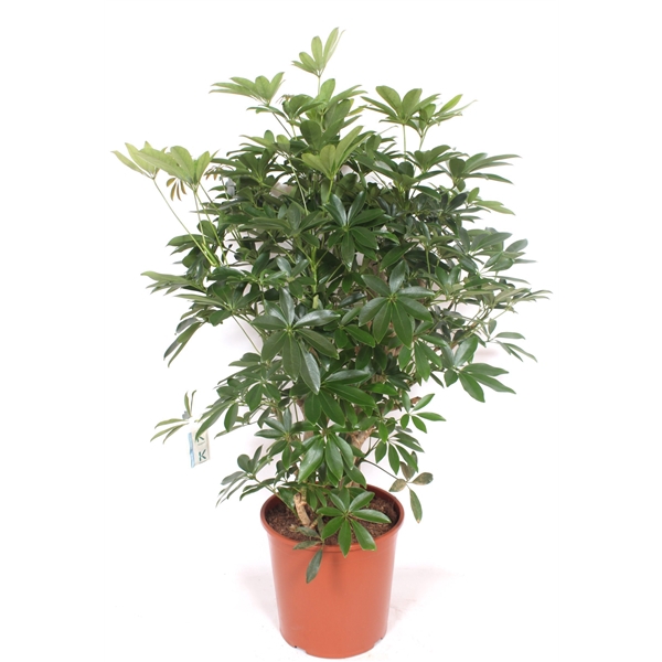 <h4>Schefflera arboricola 'Compacta'</h4>