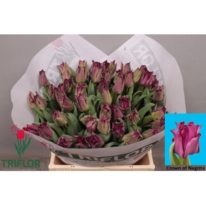 TU CO CROWN  NEGRITA