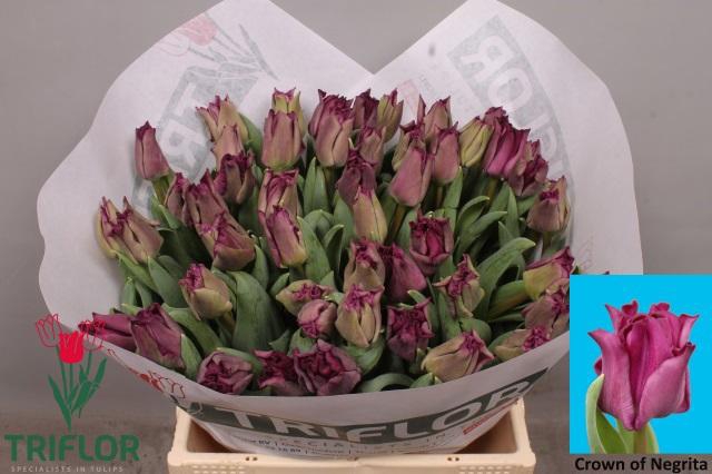 <h4>TU CO CROWN  NEGRITA</h4>