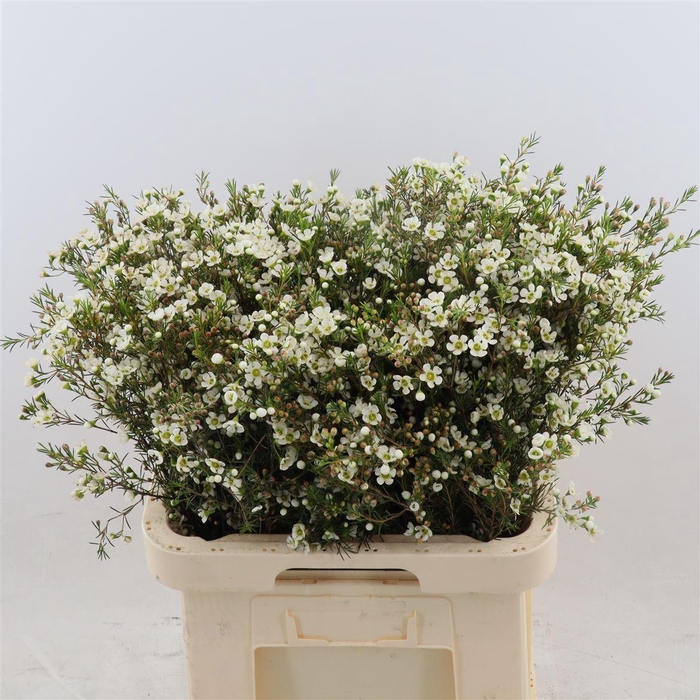 <h4>Chamelaucium Ivory Pearl</h4>