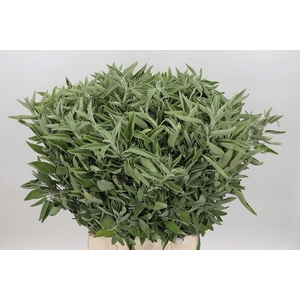 Salvia Basco (per bunch)