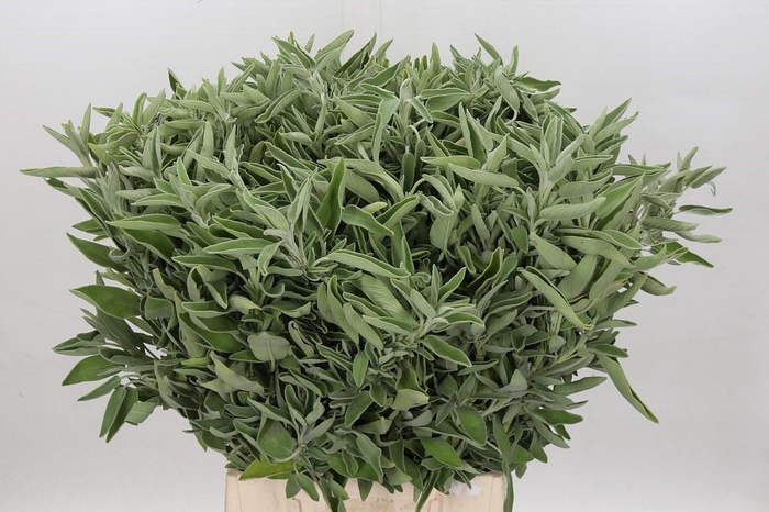 <h4>Salvia Basco (per bunch)</h4>