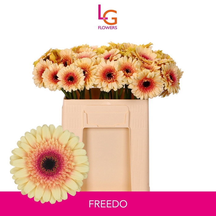 <h4>GE MI FREEDO</h4>