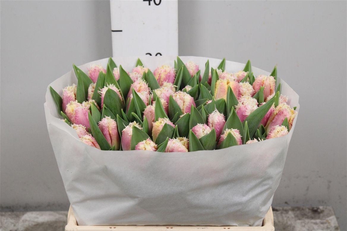 <h4>Tu Fr Hawaii</h4>