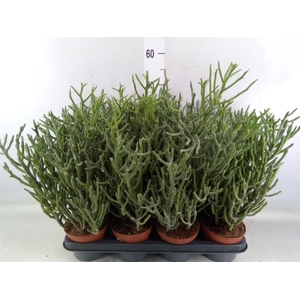Euphorbia tirucalli