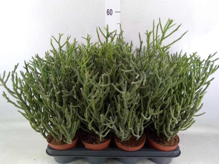 <h4>Euphorbia tirucalli</h4>