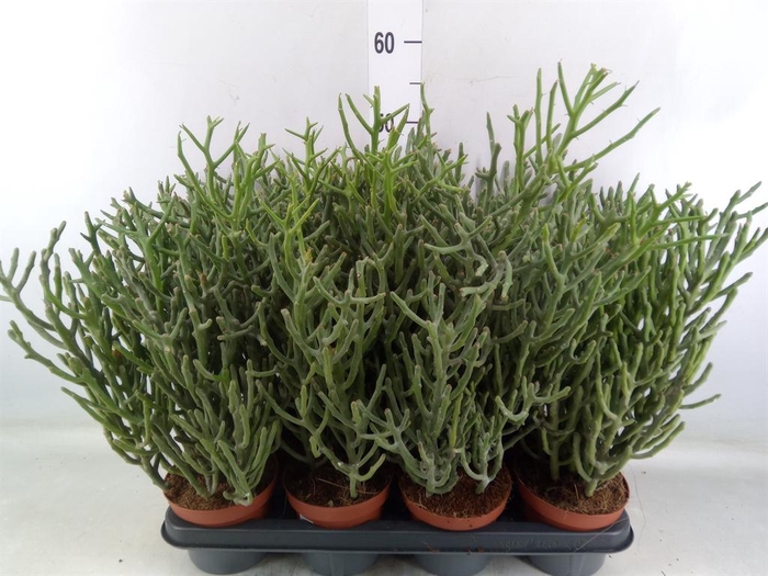 <h4>Euphorbia tirucalli</h4>