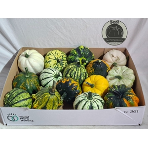 CUCURBITA