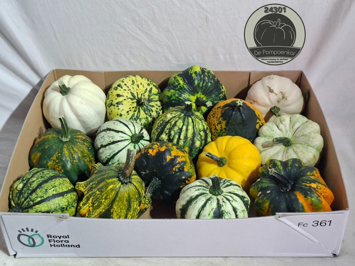 <h4>CUCURBITA</h4>