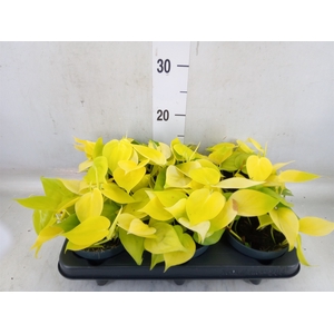 Philodendron scand. 'Lemon Lime'
