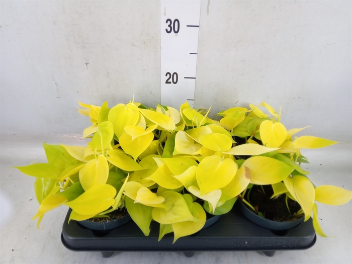 <h4>Philodendron scand. 'Lemon Lime'</h4>