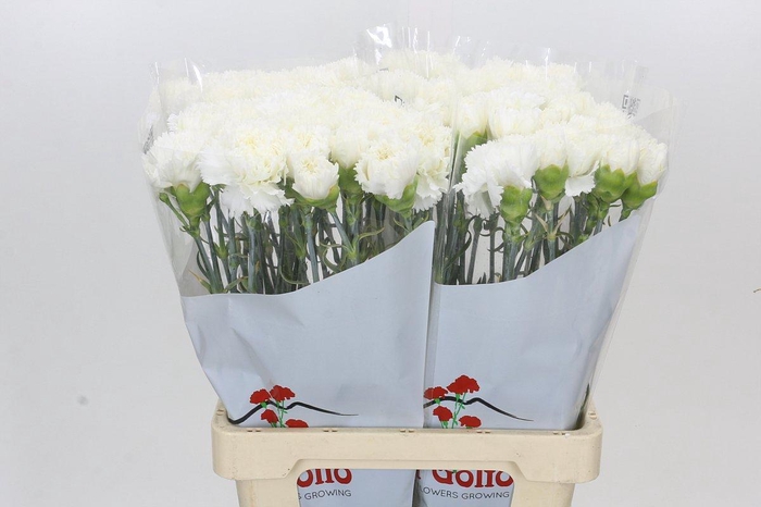<h4>Dianthus St Holly</h4>