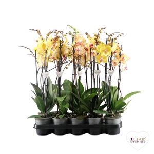 Phaelenopsis Geel mix - 2 tak 80cm