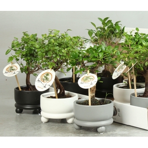 BONSAI GEM