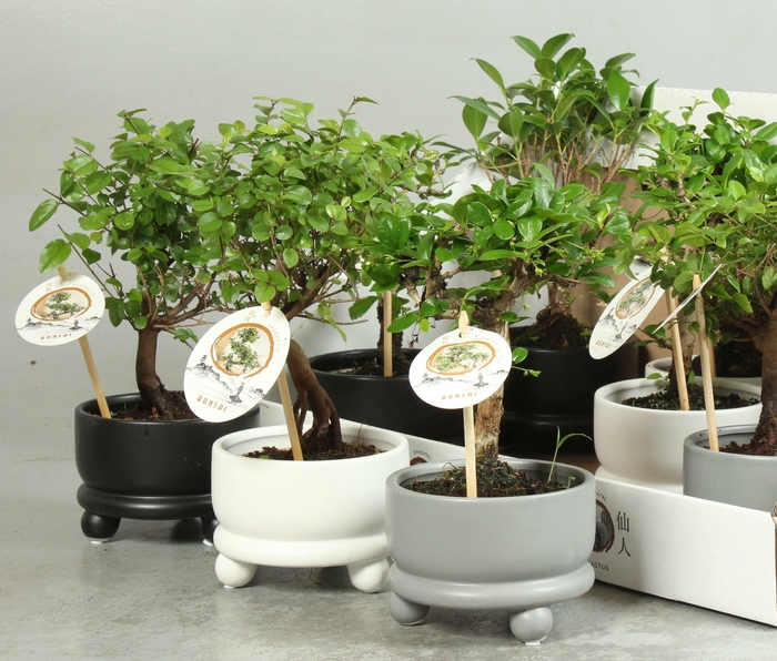 <h4>BONSAI GEM</h4>