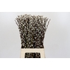 Salix Caprea Snow Flake Premium