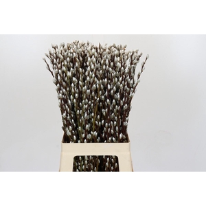 Salix Caprea Snow Flake Premium