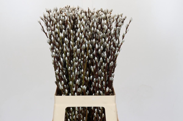 Salix Caprea Snow Flake Premium