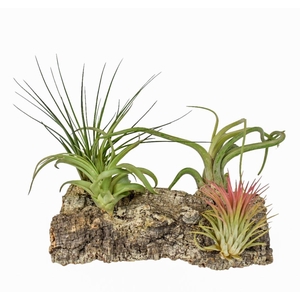 Tillandsia Kurkhout large