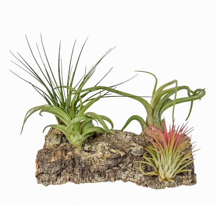 <h4>Tillandsia Kurkhout large</h4>