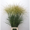 Miscanthus White