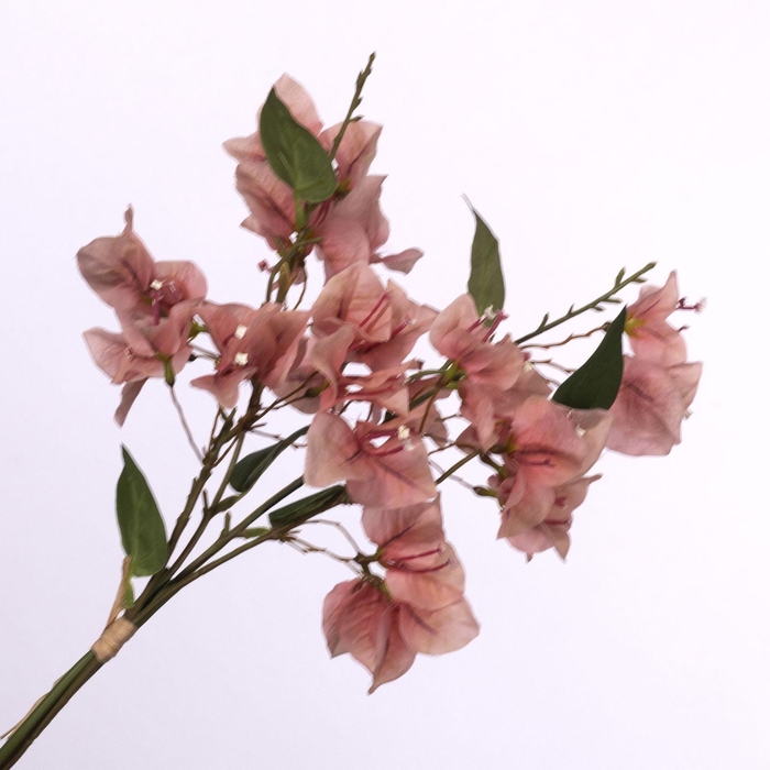 Bougainvillea Bundle Peach BK770001PEA