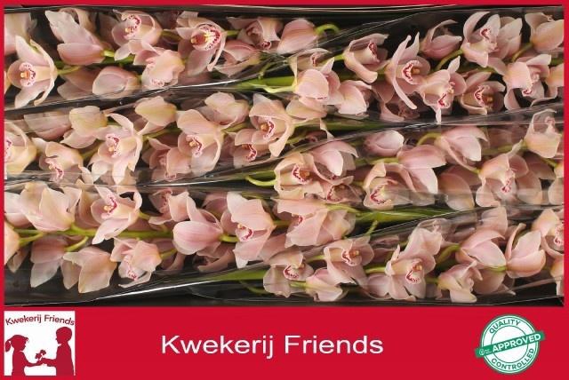 <h4>CYMB T DELMONTE</h4>