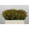Leucadendron Ayoba Cherry Pearl