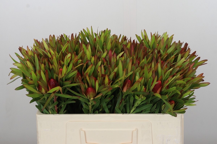 Leucadendron Ayoba Cherry Pearl