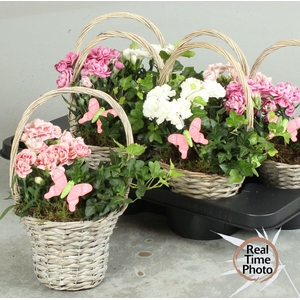 ARR TUINPLANTEN