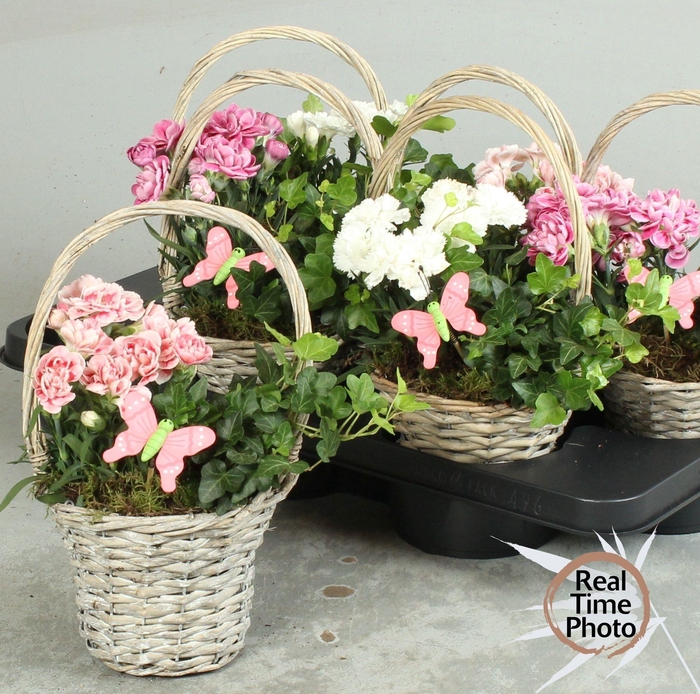 <h4>ARR TUINPLANTEN</h4>