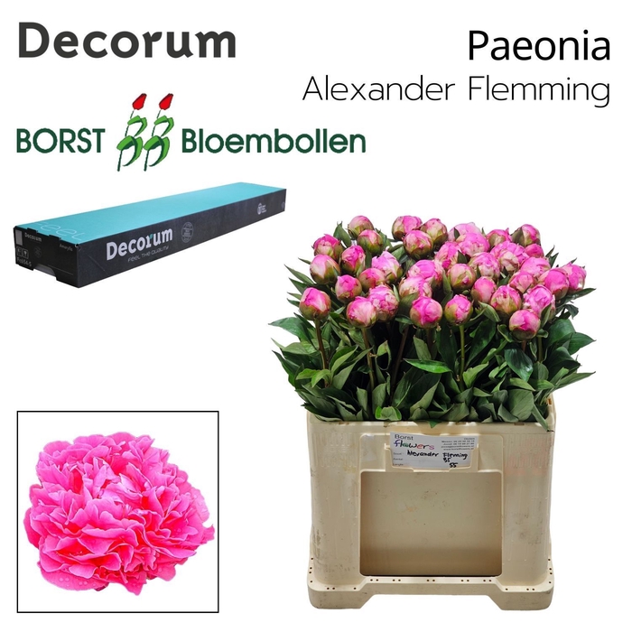 <h4>PAEO L ALEX FLEMING 828.</h4>