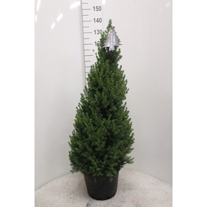 Picea glauca 'Conica'