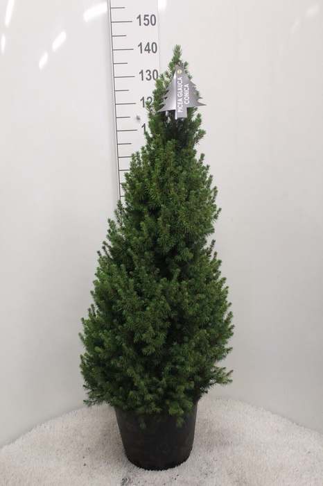 <h4>Picea glauca 'Conica'</h4>