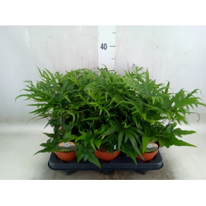 Doryopteris pedata