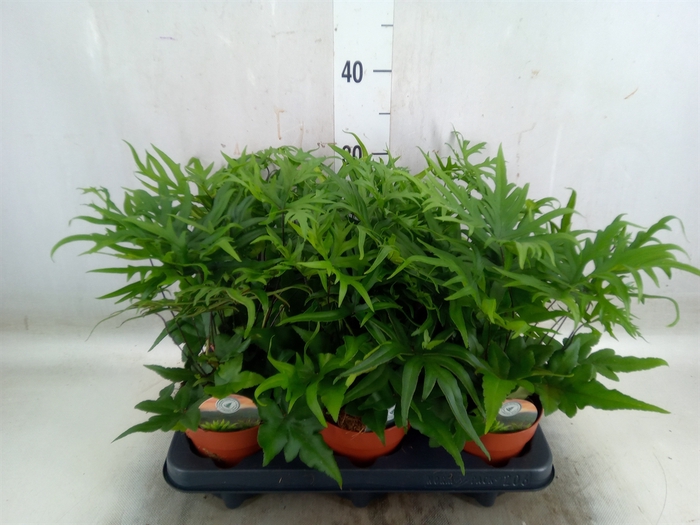 <h4>Doryopteris pedata</h4>