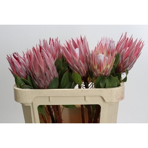 PROTEA CYNAROIDES