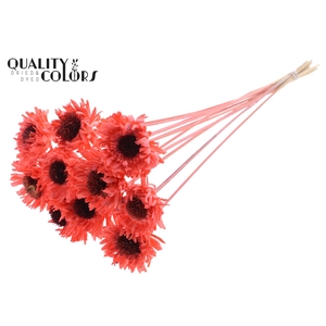 Shola Daisy Sunflower 6cm on stem Coral
