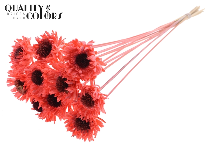 Shola Daisy Sunflower 6cm on stem Coral