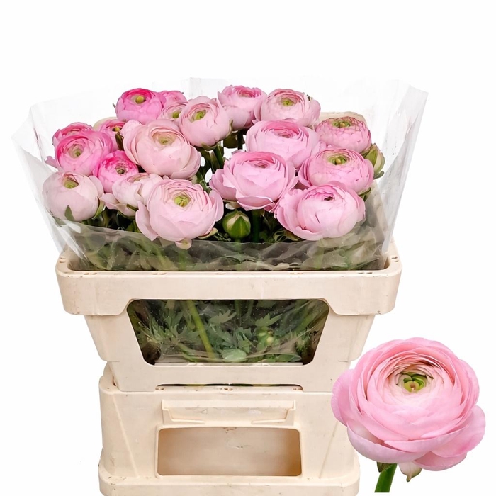 <h4>RAN AM MARSHMALLOW</h4>