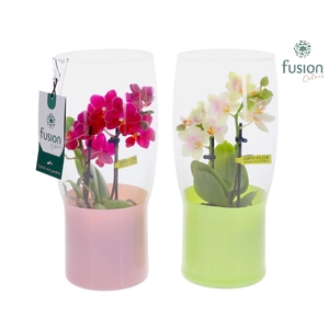 Green Bottle Tulp vaas klein met Phalaenopsis