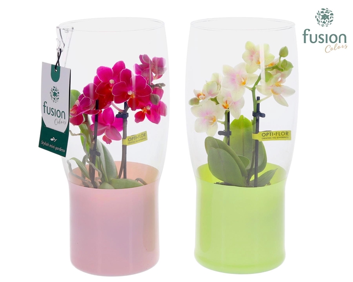 <h4>Green Bottle Tulp vaas klein met Phalaenopsis</h4>