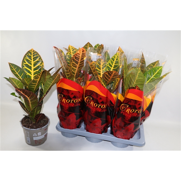 <h4>Croton Petra 17cm in Design hoes"Sunshiners®"</h4>