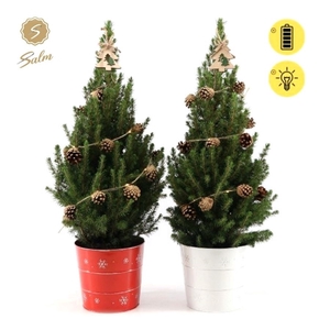 Picea gl. 'December'® P19 in Zinc X-mas Duo + Pine-Cone Light + Tree on Loop