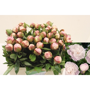 PAEO L GARDENIA