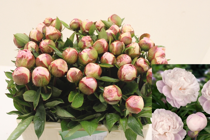 <h4>PAEO L GARDENIA</h4>