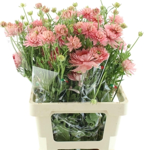 Ran Nat Moderna Riviera