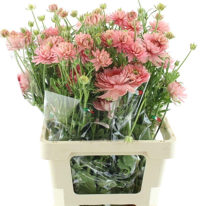 <h4>Ran Nat Moderna Riviera</h4>