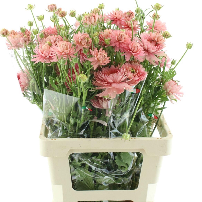 <h4>Ran Nat Moderna Riviera</h4>